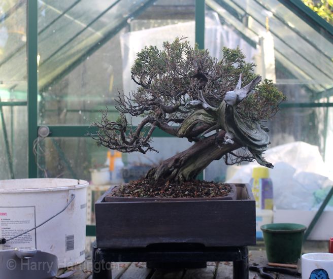 dying juniper bonsai